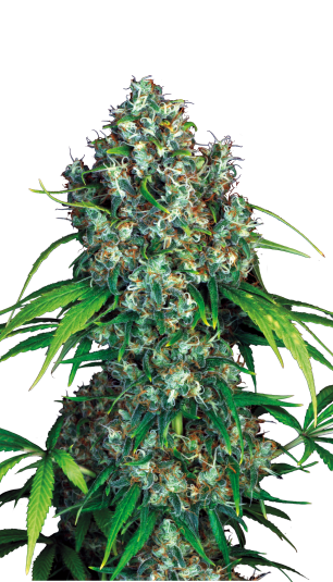 SERIOUS SEEDS Double Dutch