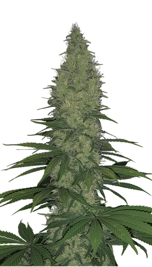 SERIOUS SEEDS Serious Happiness