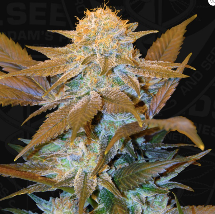 T.H.Seeds Critical HOG