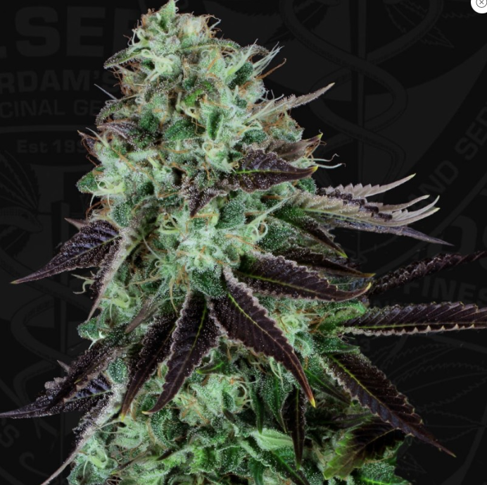 T.H.Seeds Darkstar