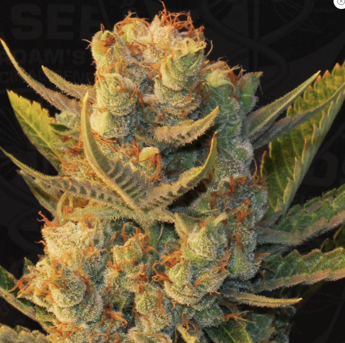 T.H.Seeds MK-Ultra™ x Bubblegum