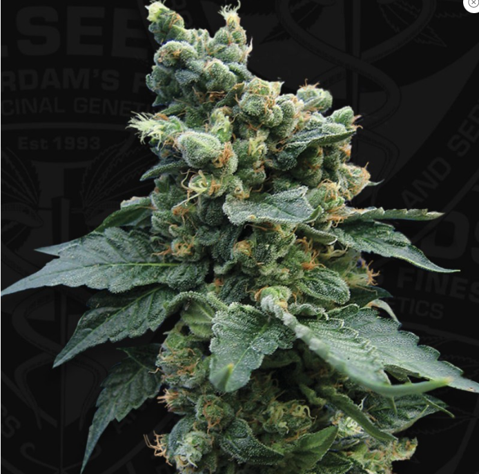 T.H.Seeds S.A.G.E.™'n Sour