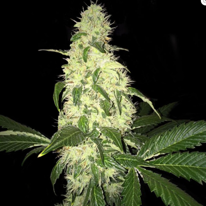 T.H.Seeds Afghaniberry