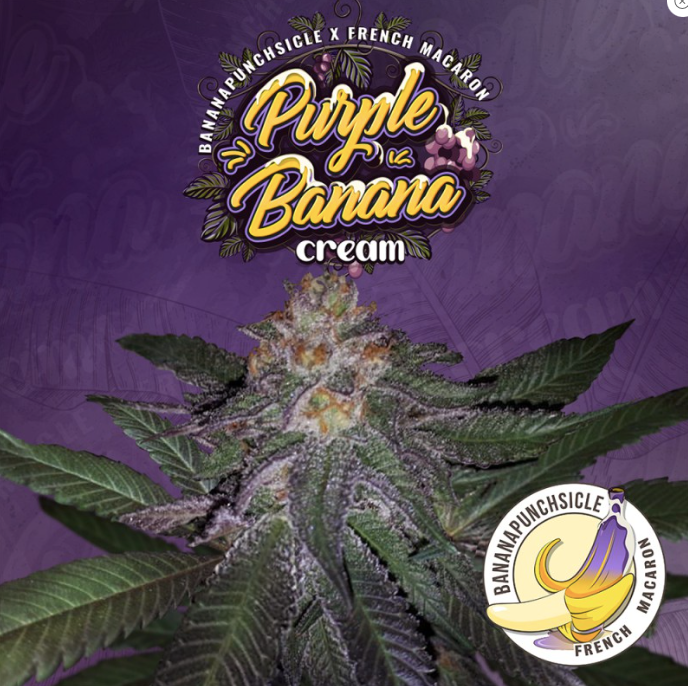 T.H.Seeds Purple Banana Cream