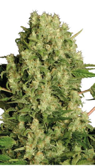 SERIOUS SEEDS White Russian