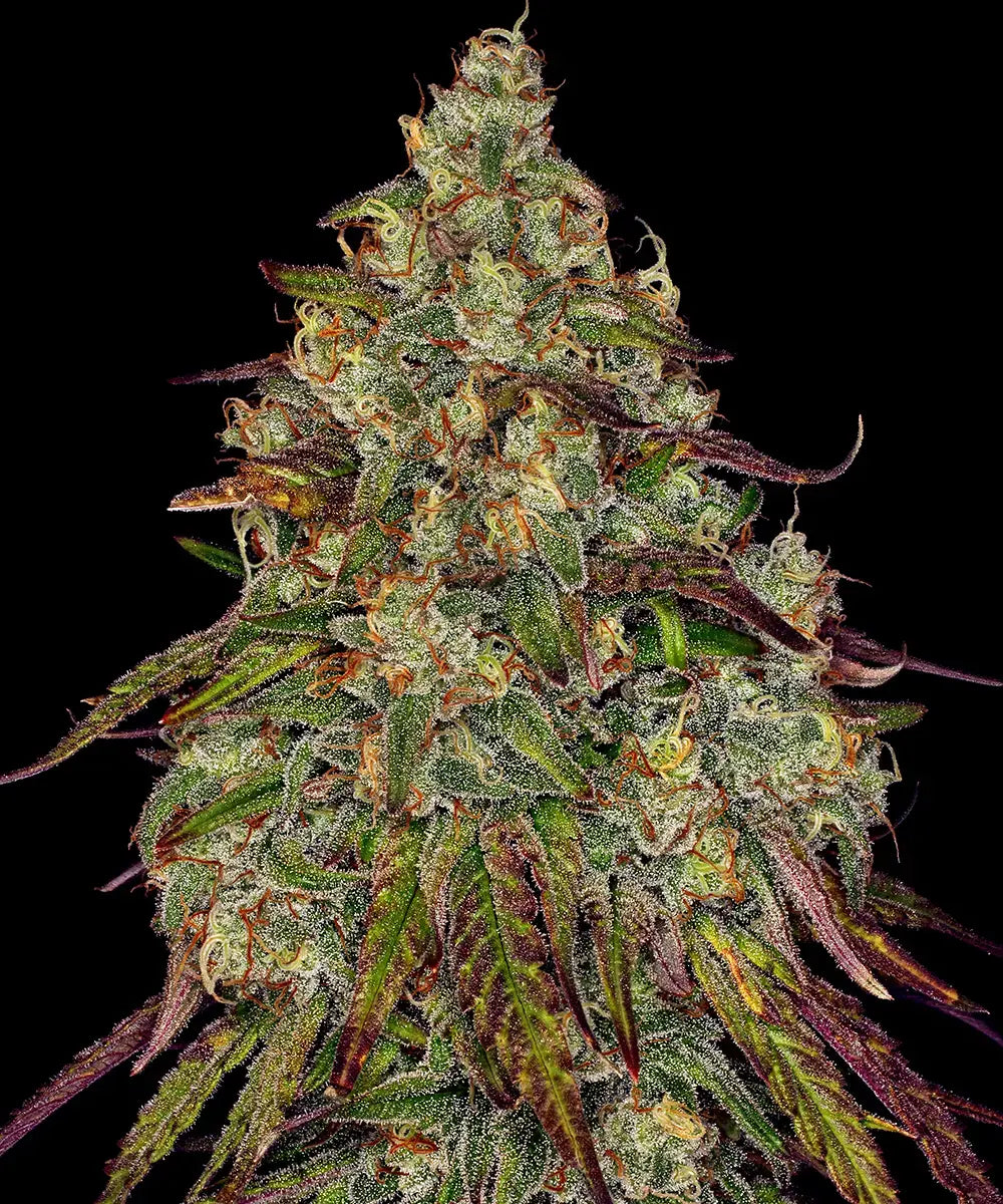 BARNEY'S FARM Amnesia Lemon