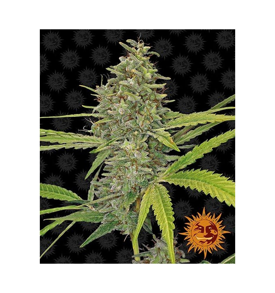 BARNEY'S FARM G13 Haze