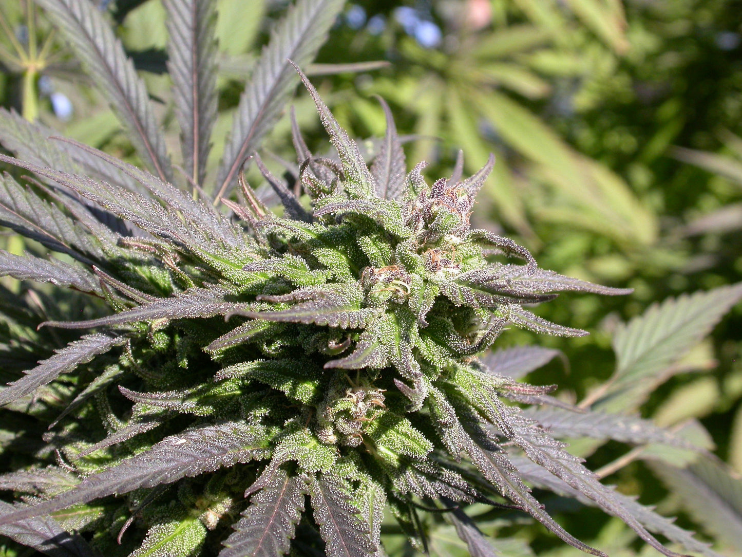 SERIOUS SEEDS Biddy Early