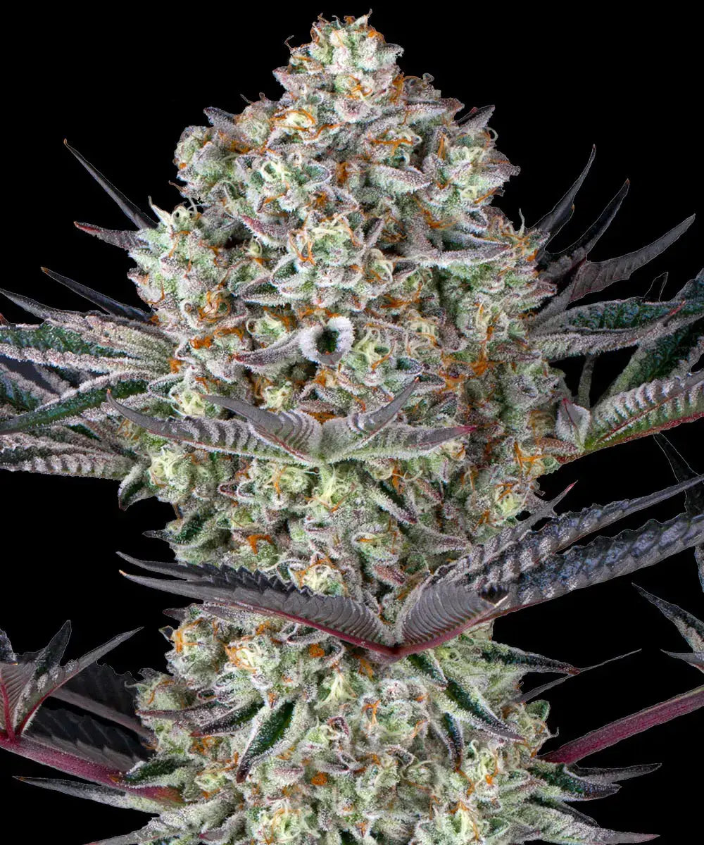 BARNEY'S FARM Dos Si Dos 33