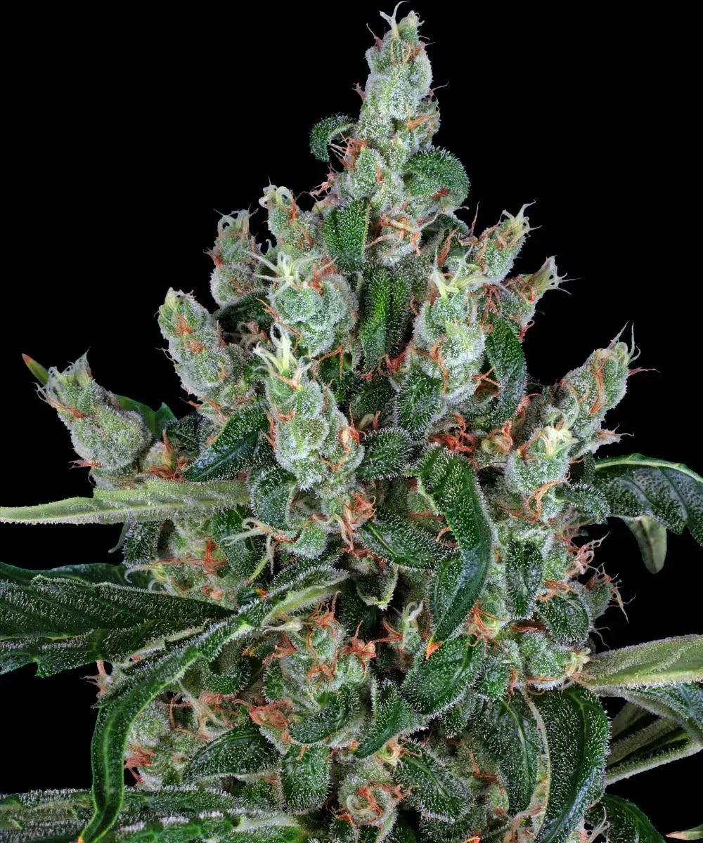 BARNEY'S FARM Laughing Buddha