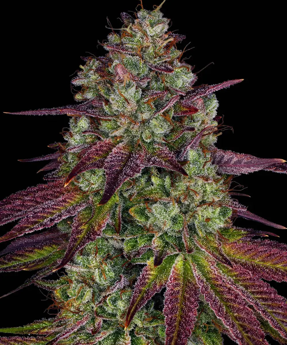 BARNEY'S FARM Mimosa EVO