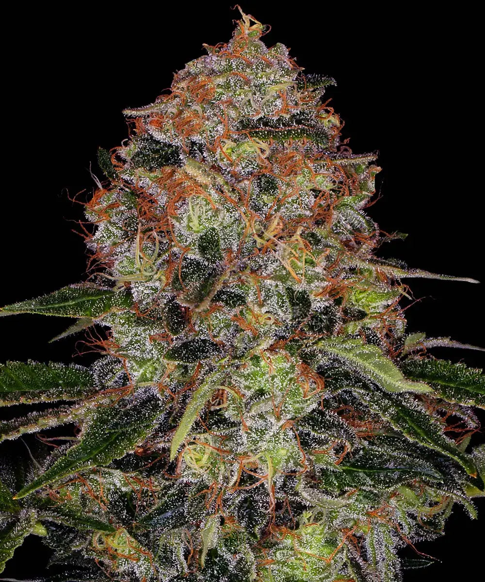 BARNEY'S FARM Shiskaberry