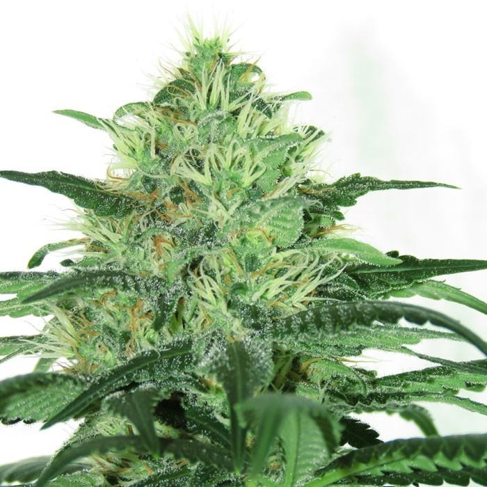 RIPPER SEEDS Sideral