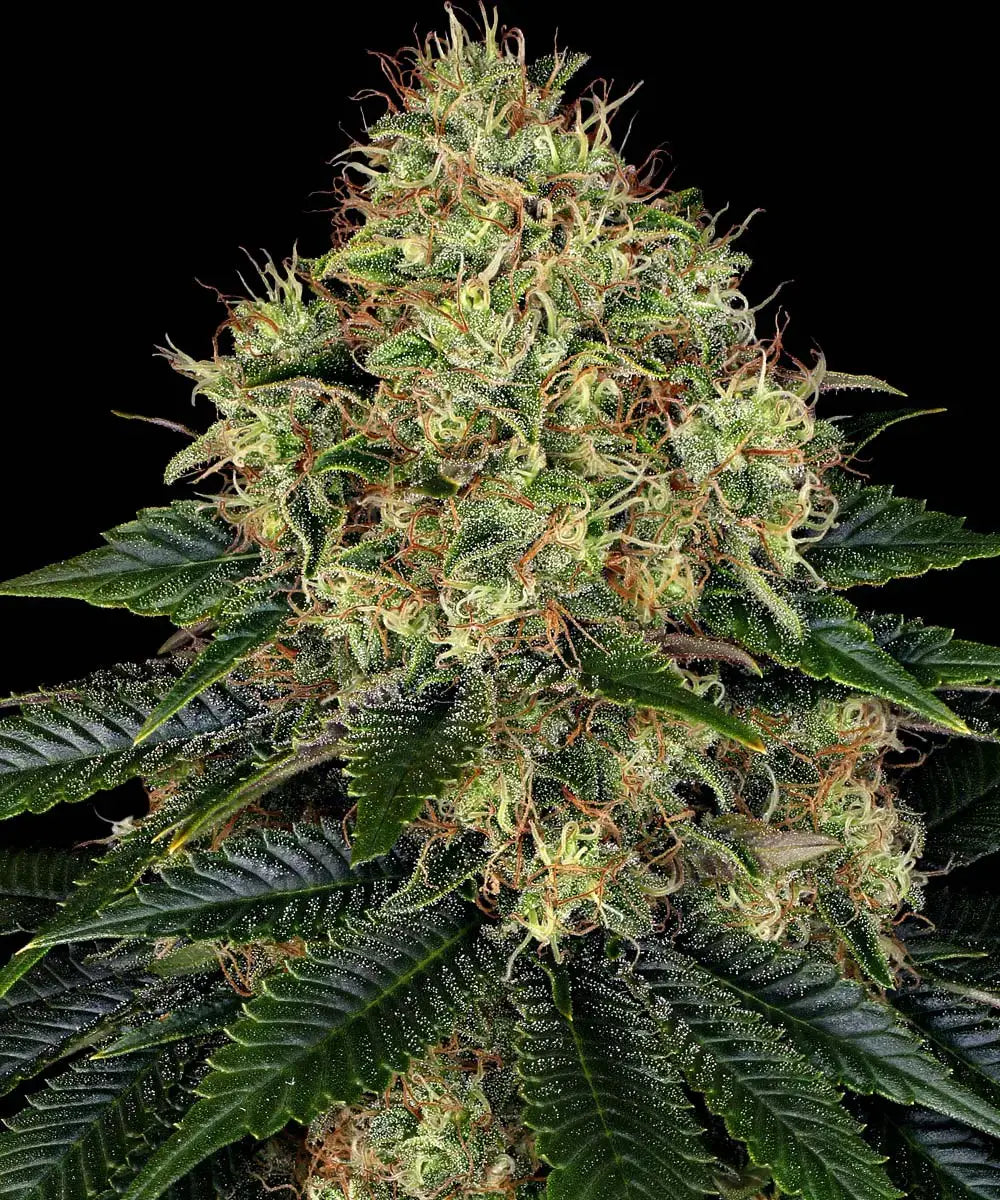 BARNEY'S FARM Skywalker OG Auto