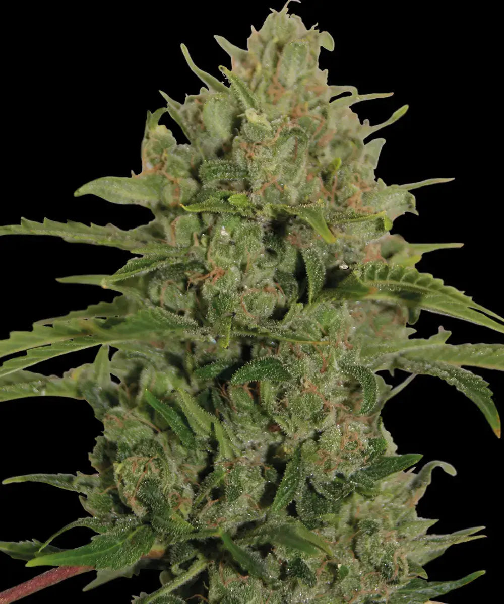 BARNEY'S FARM Triple Cheese