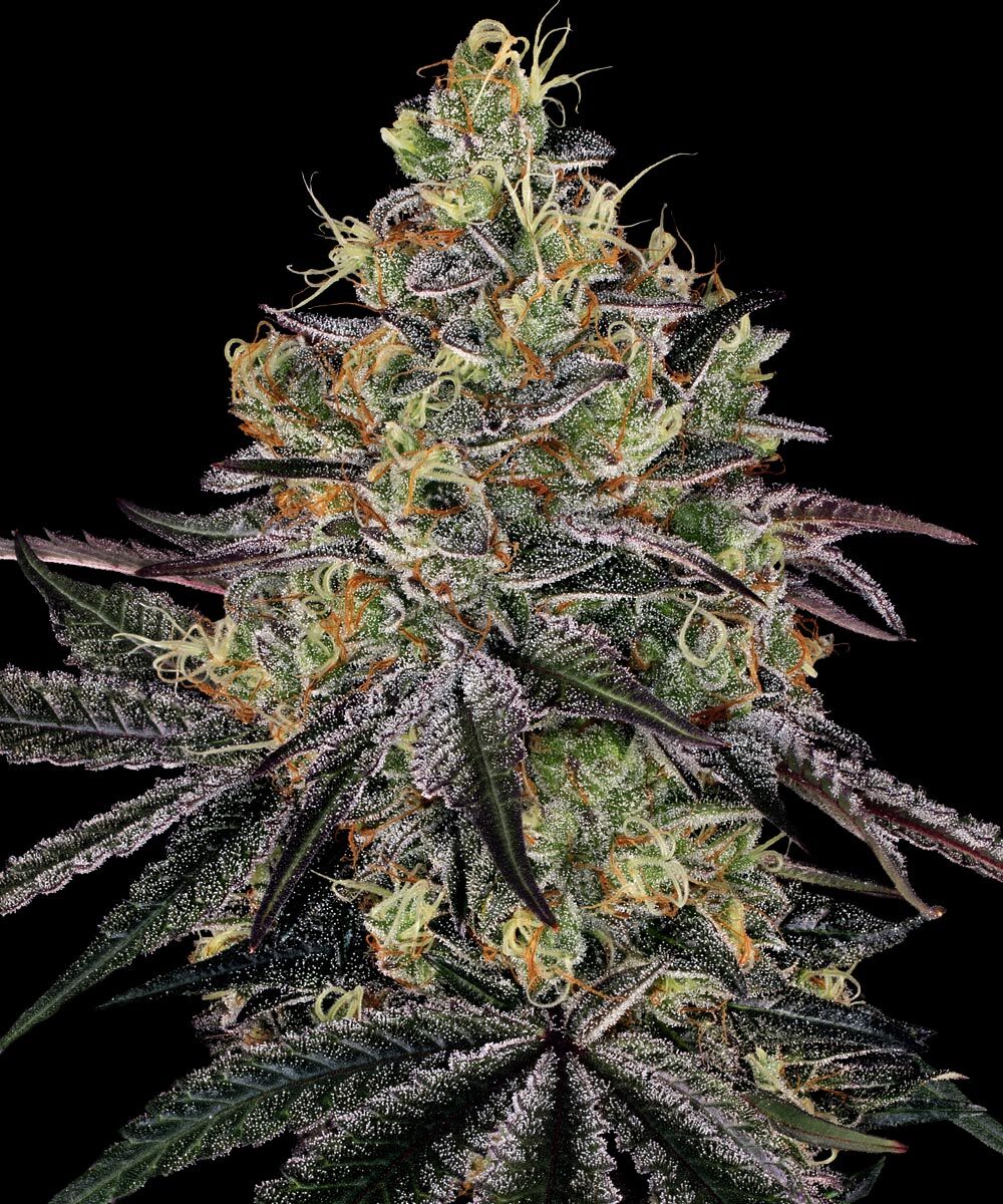 BARNEY'S FARM Watermelon Zkittlez