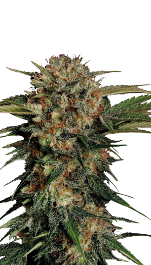 SERIOUS SEEDS Motavation