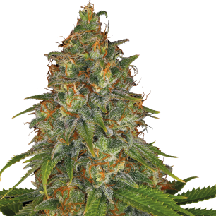 SERIOUS SEEDS Strawberry AK