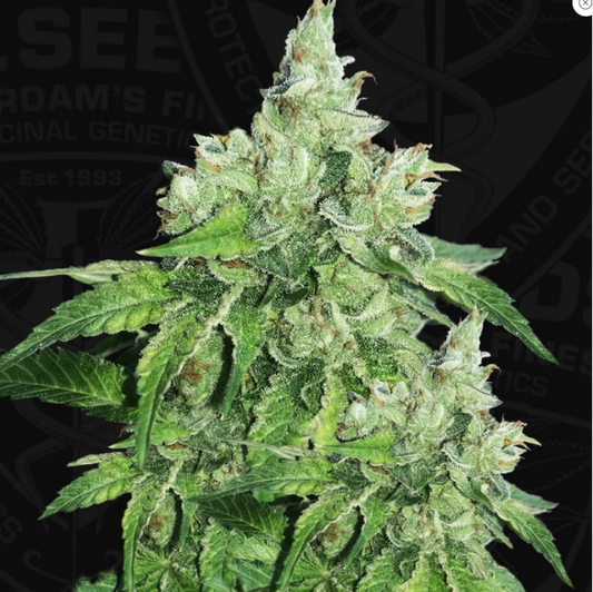 T.H.Seeds Citron Givré - Birthday Cake