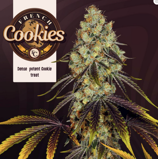 T.H.Seeds French Cookies