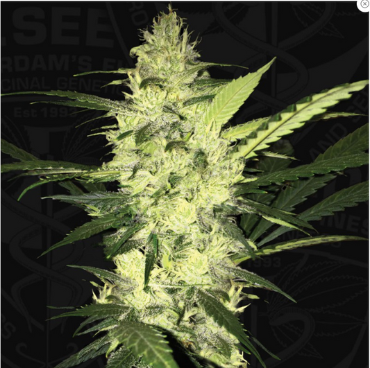 T.H.Seeds La S.A.G.E.