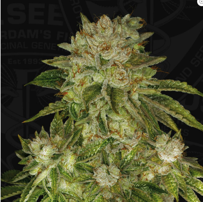 T.H.Seeds MK-Ultra