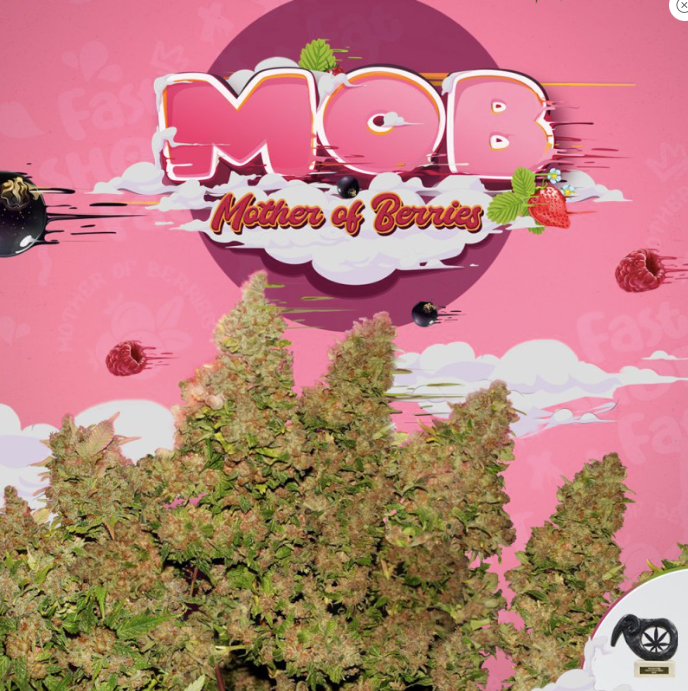 T.H.Seeds MOB