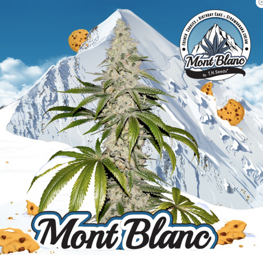 T.H.Seeds Mont Blanc