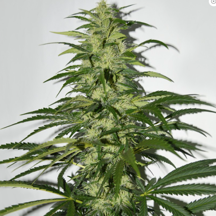 T.H.Seeds S.A.G.E.