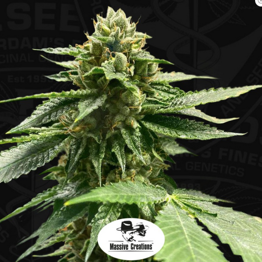 T.H.Seeds Melon Vader