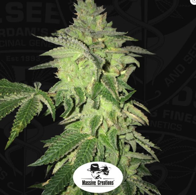 T.H.Seeds Shiloh Z - Skittlez S1 X Pure Afghani