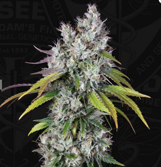 T.H.Seeds Underdawg