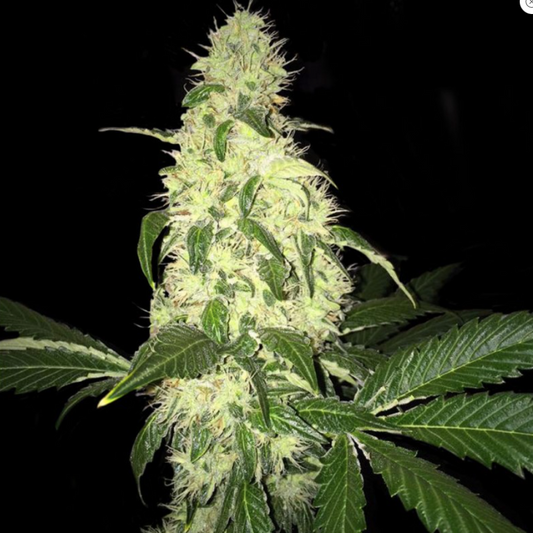 T.H.Seeds Afghaniberry