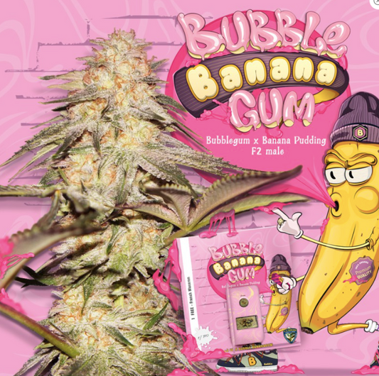 T.H.Seeds BubbleBananaGum