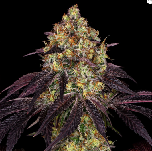 T.H.Seeds Stracciatella Do-Si-Dos x SBC