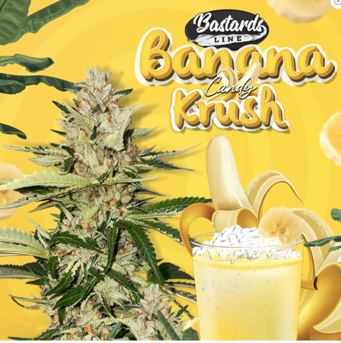 T.H.Seeds Banana Candy Krush
