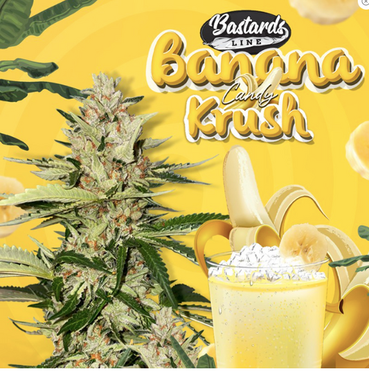 T.H.Seeds Banana Candy Krush