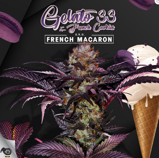 T.H.Seeds French Macaron - Gelato 33