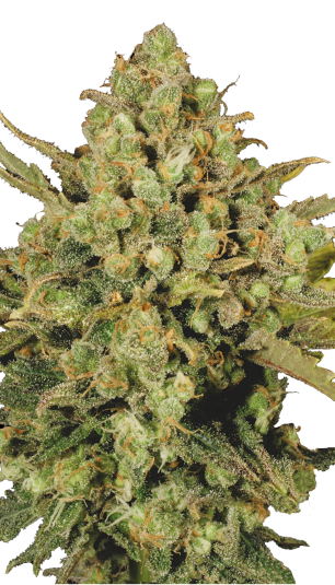 SERIOUS SEEDS Warlock