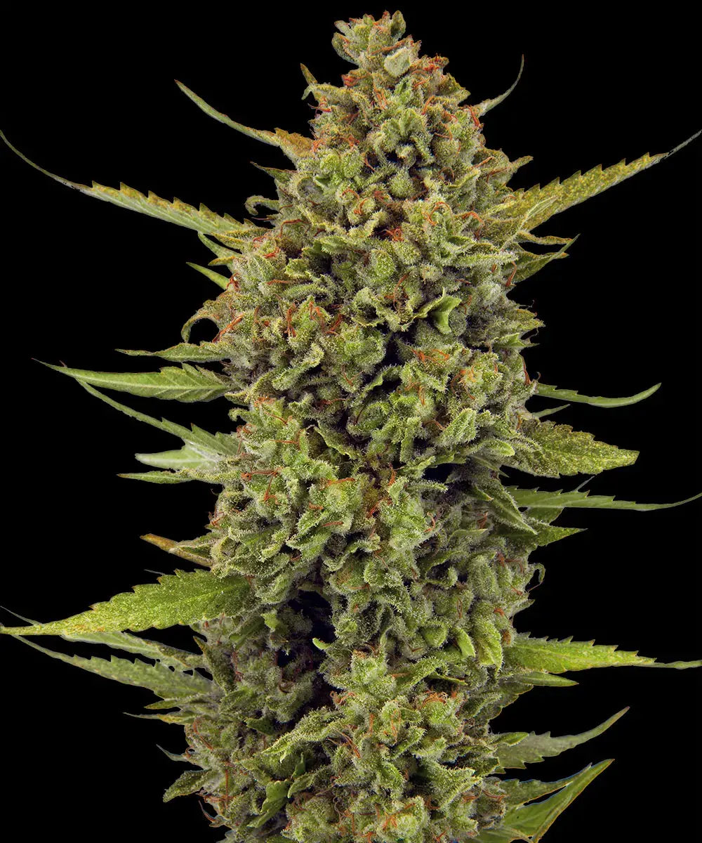 BARNEY'S FARM Acapulco Gold
