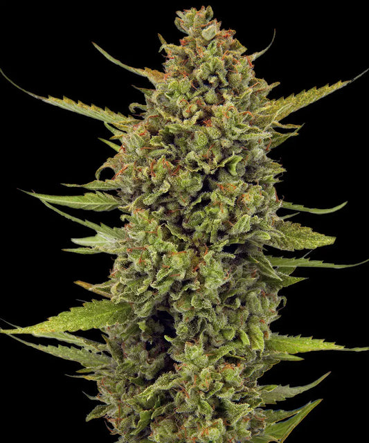 BARNEY'S FARM Acapulco Gold