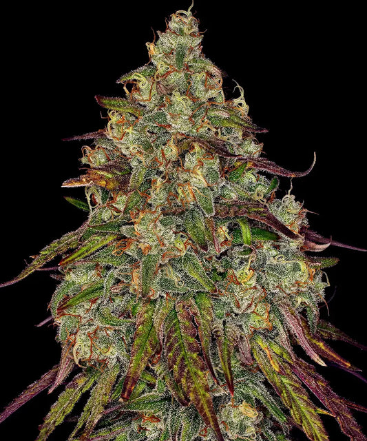 BARNEY'S FARM Amnesia Lemon