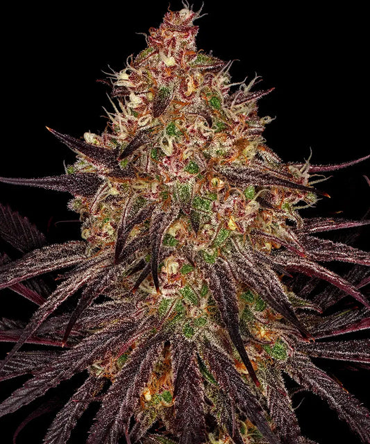 BARNEY'S FARM Ayahuasca Purple