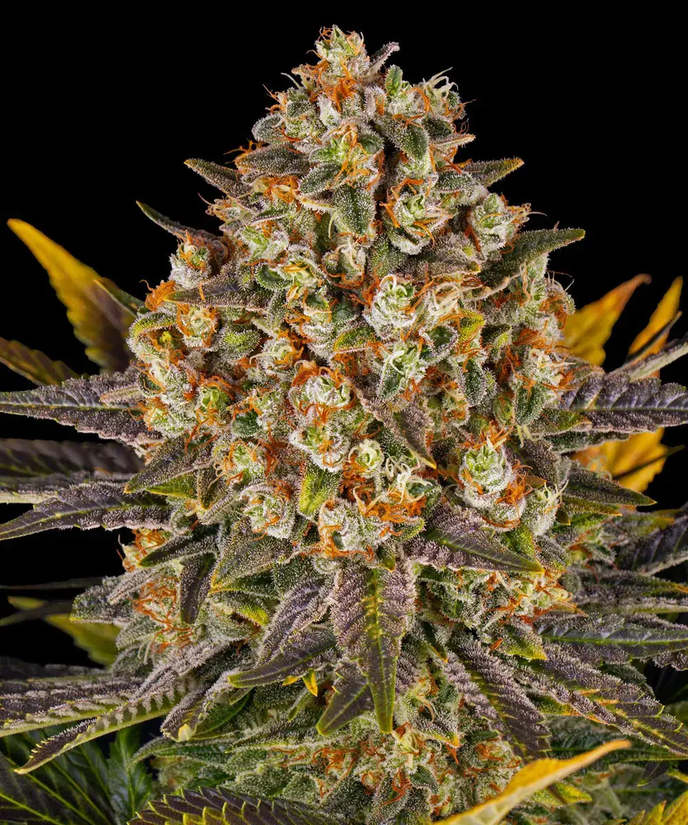 BARNEY'S FARM Banana Punch