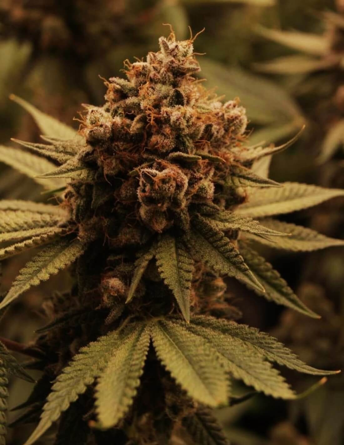 BARNEY'S FARM  Gary Payton