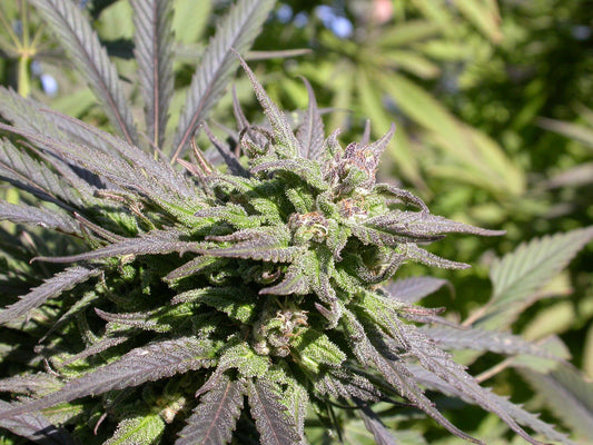 SERIOUS SEEDS Biddy Early