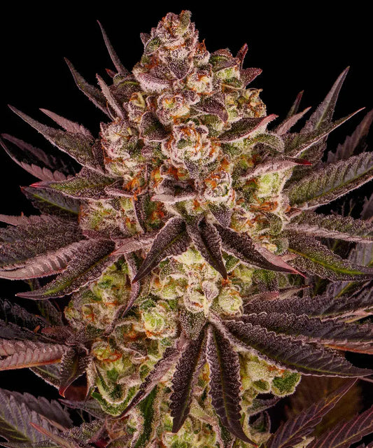 BARNEY'S FARM Biscotti Mintz