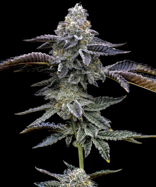 BARNEY'S FARM Blue Dream