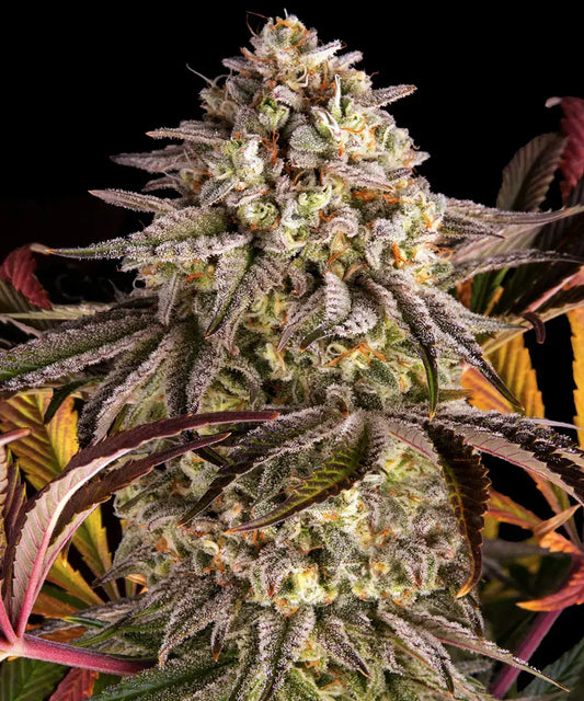 BARNEY'S FARM Blue Sunset Sherbert