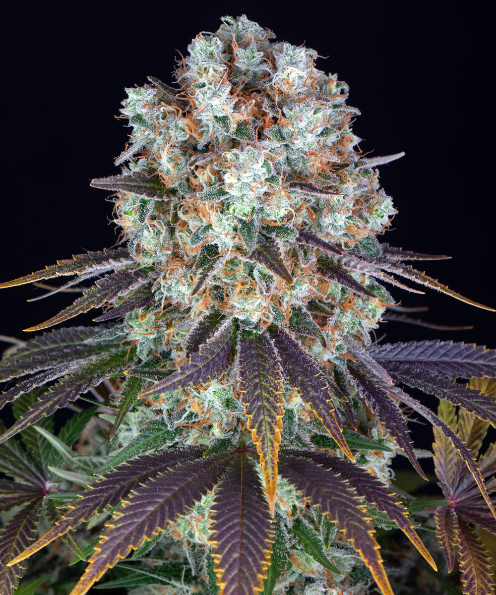 BARNEY'S FARM Bruce Banner
